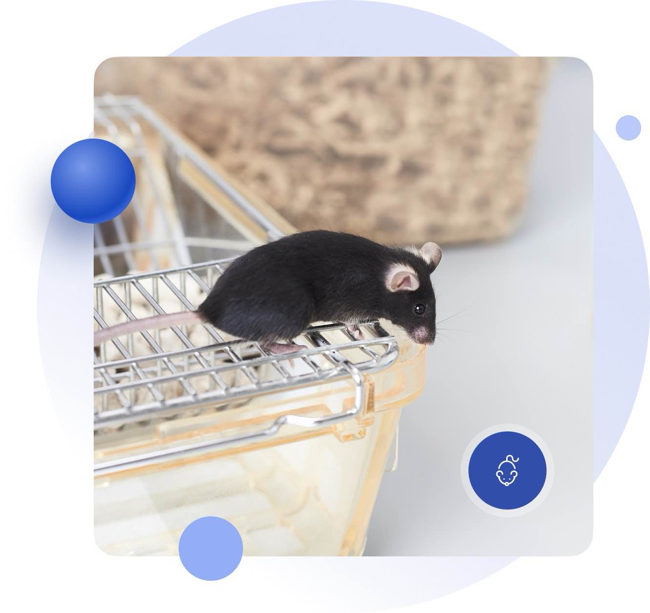 In Vivo PK/PD Studies in Rodents 1