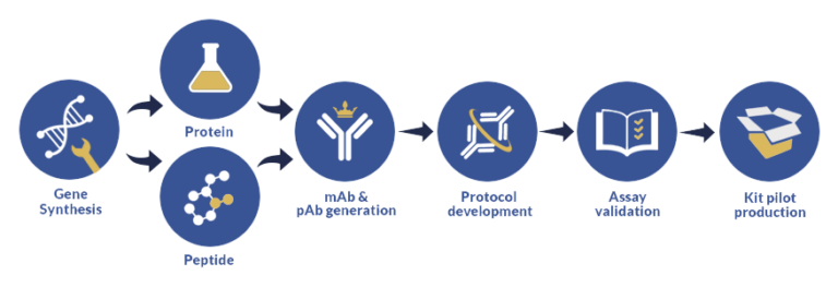 Custom ELISA Development & Validation 1