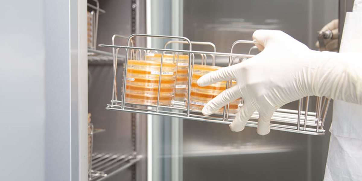 Custom ELISA Development & Validation 2